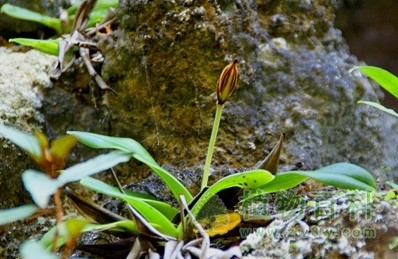 植物种群与环境