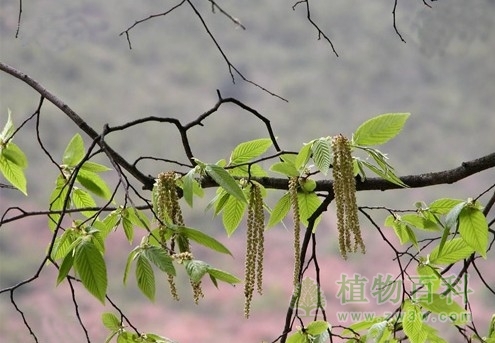 种群的年龄结构