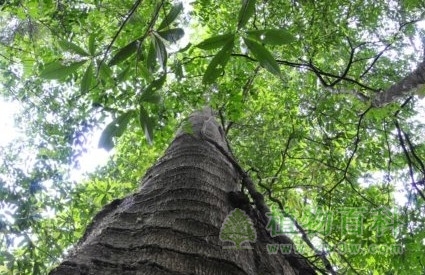 种群的数量变化规律