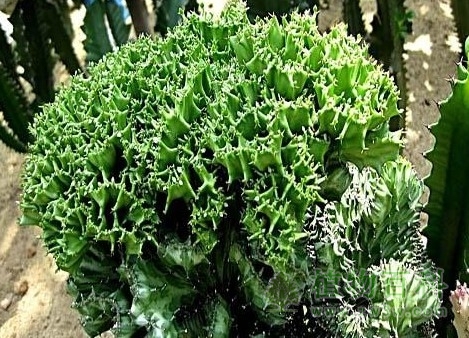 植物种群的遗传与进化