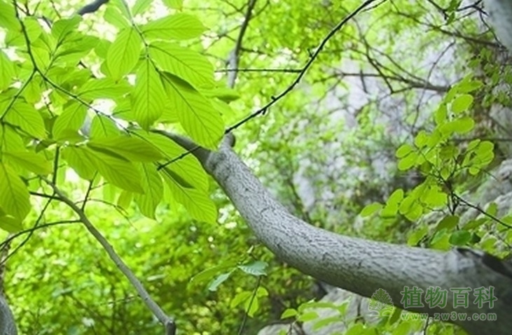 植物群落与环境