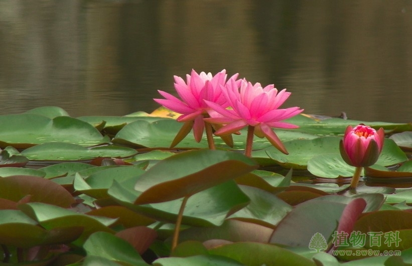 植物群落的演替