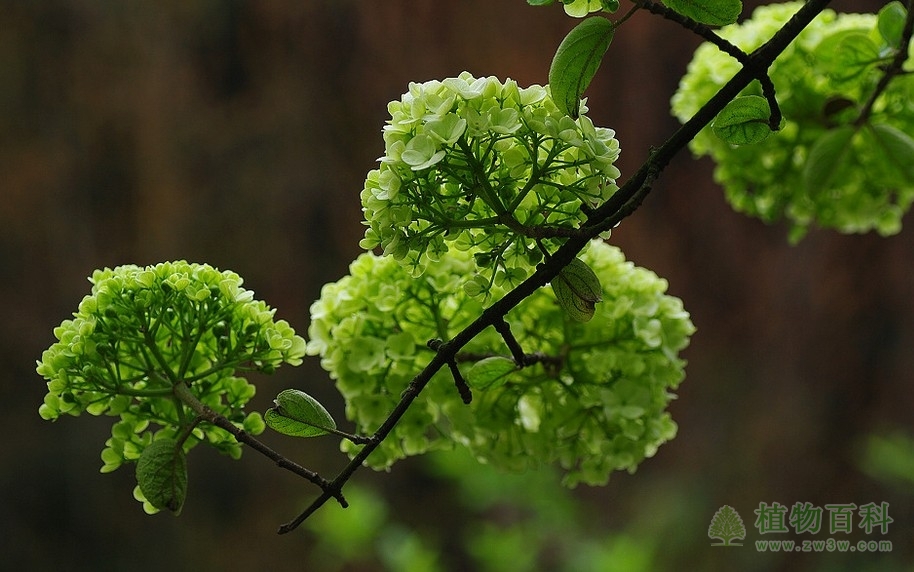 植物群落的演替