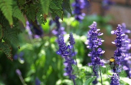 植物群落的演替