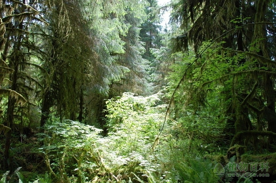 世界热带雨林的分布