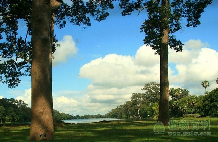 植物抵抗环境胁迫的方式