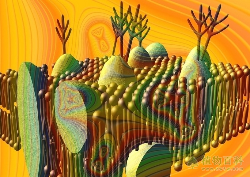 生物膜结构与功能的稳定性