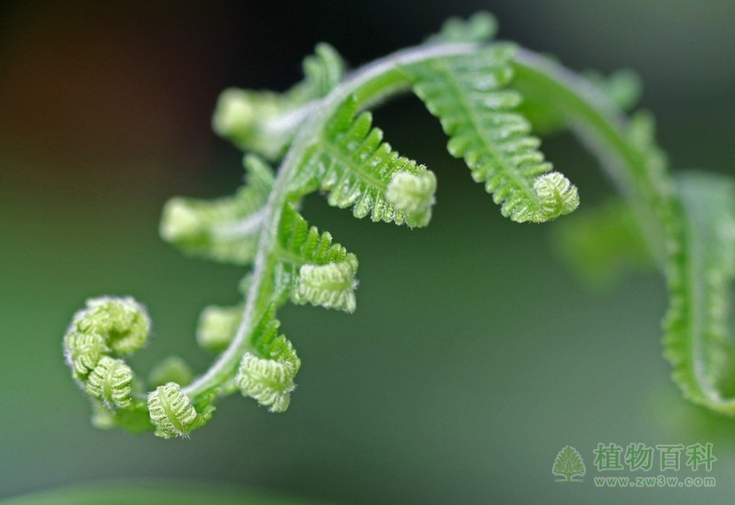 内源激素的变化