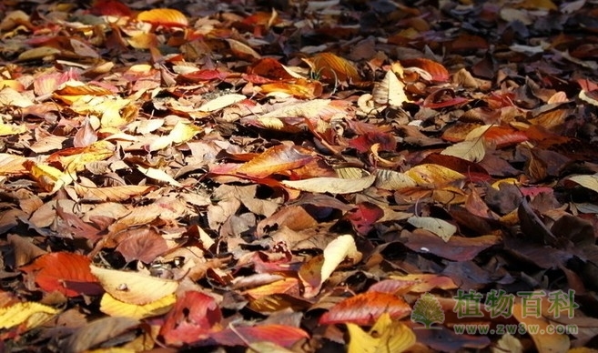 植物的衰老与脱落