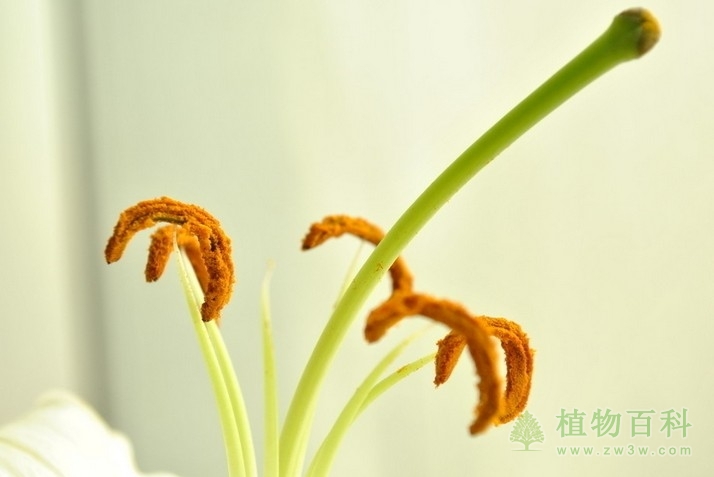 植物双受精作用