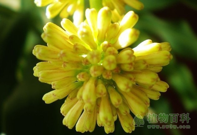 影响光周期诱导的因素