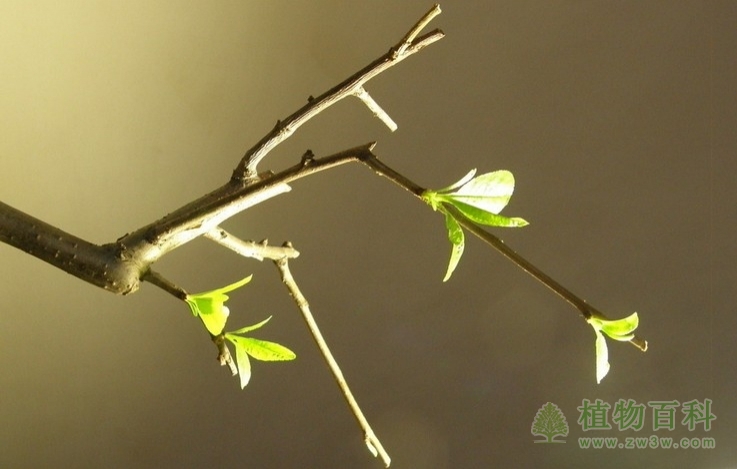 植物生长周期性