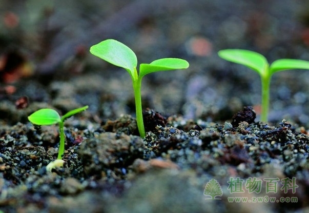 种子萌发的过程