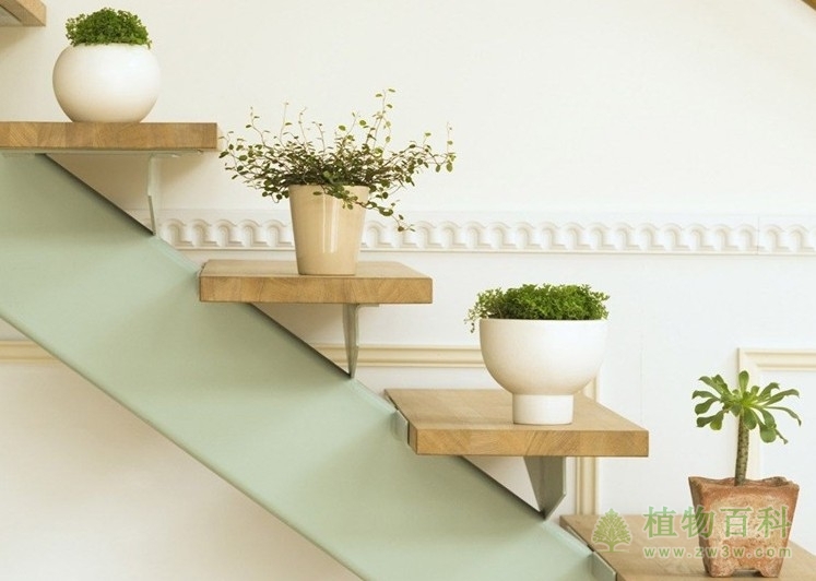 生长延续剂和生长抑制剂