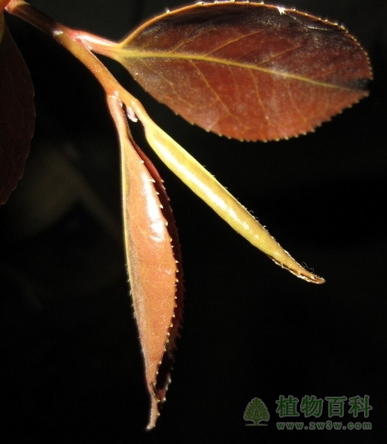 植物激素-脱落酸