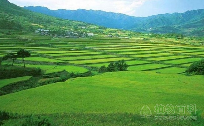 施肥、 环境与农产品品质