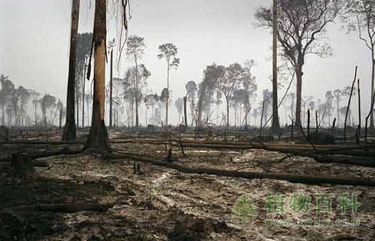 利用植物修复环境污染