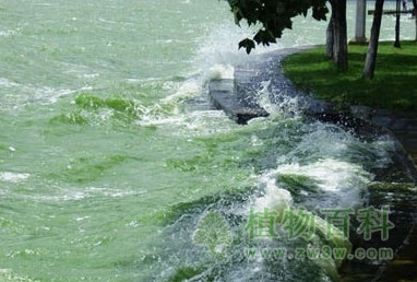 植物对环境污染的反应