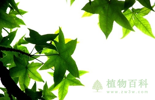 植物“手”、“脚”的进化之路