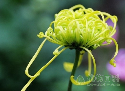 菊花的品种为何如此丰富