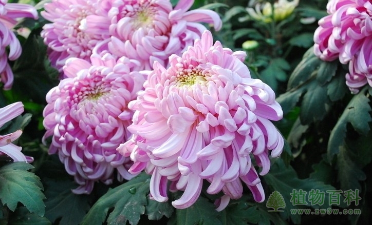 菊花的品种为何如此丰富