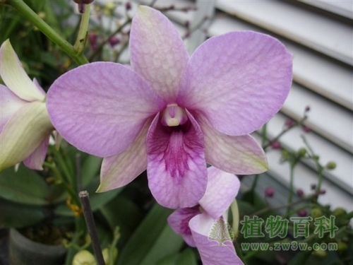 父亲深沉的爱——石斛兰