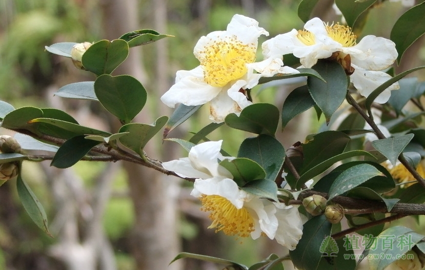 山茶花：胜利之花