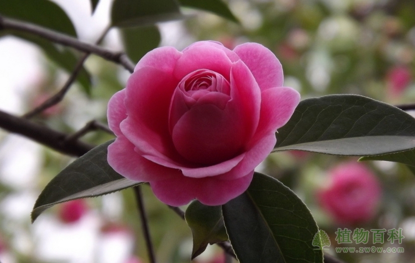 山茶花：端庄高雅的“花中珍品”