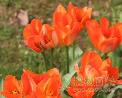 橙色皇帝（弗丝特丽娜型）