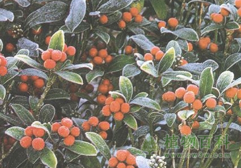 灌木的设计与观赏