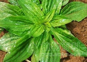 车前草的功效与作用