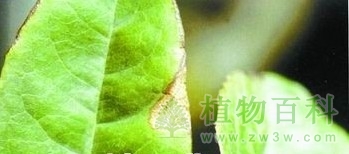 桂花大茎点霉褐斑病