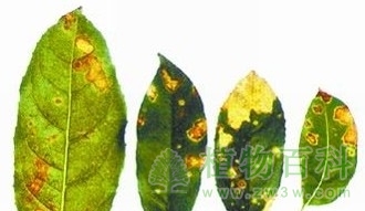 桂花炭疽病
