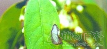 桂花叶斑病