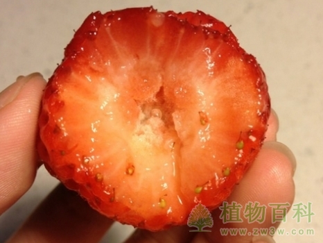 空心草莓