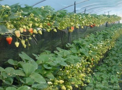 草莓栽培技术