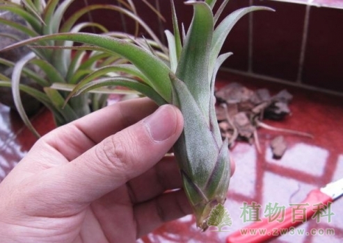 左右轻转一下，取出侧芽