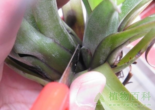 在侧芽和母株交接位下刀