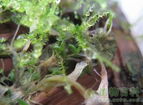 三个月后的空凤小苗