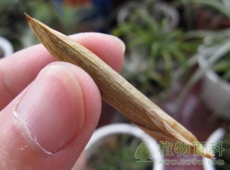 轻轻取出，剥开得到种子