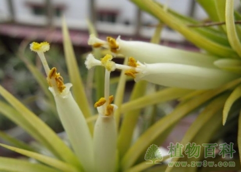 给空气凤梨人工授粉