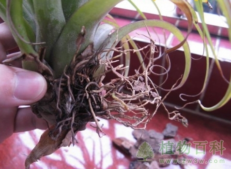 取出空凤，去掉介质