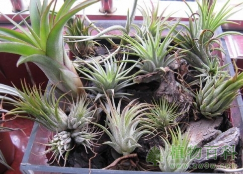 侧芽需在通风环境呆一个月