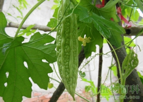 苦瓜