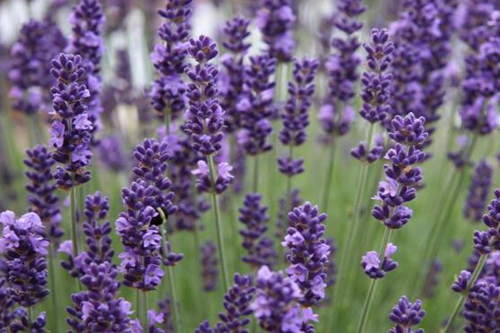 什么季节适合栽培辣椒，辣椒种植和播种的方法有哪些