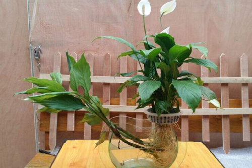 明日草和明月草有什么不一样，明日草和明月草区别在哪里