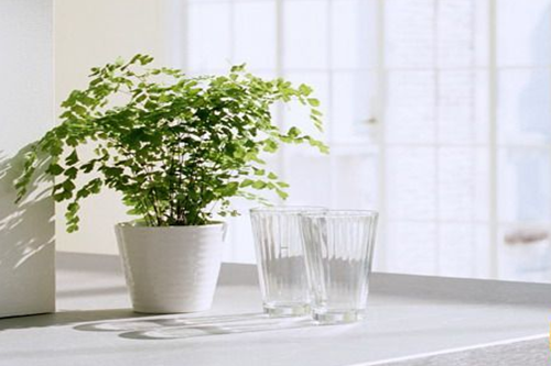 如何选购优质的银杏树苗？