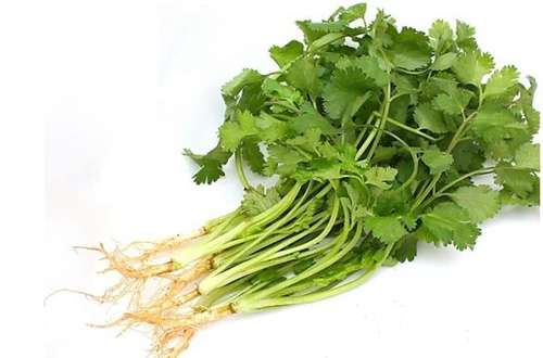 种植迷你月季的方法有哪些