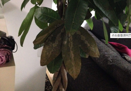 如何给苹果树施肥