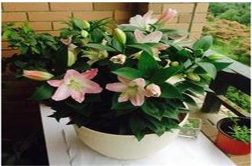 圆锥石头花有何效用，能够当药看病/用以切花/净化室内空气